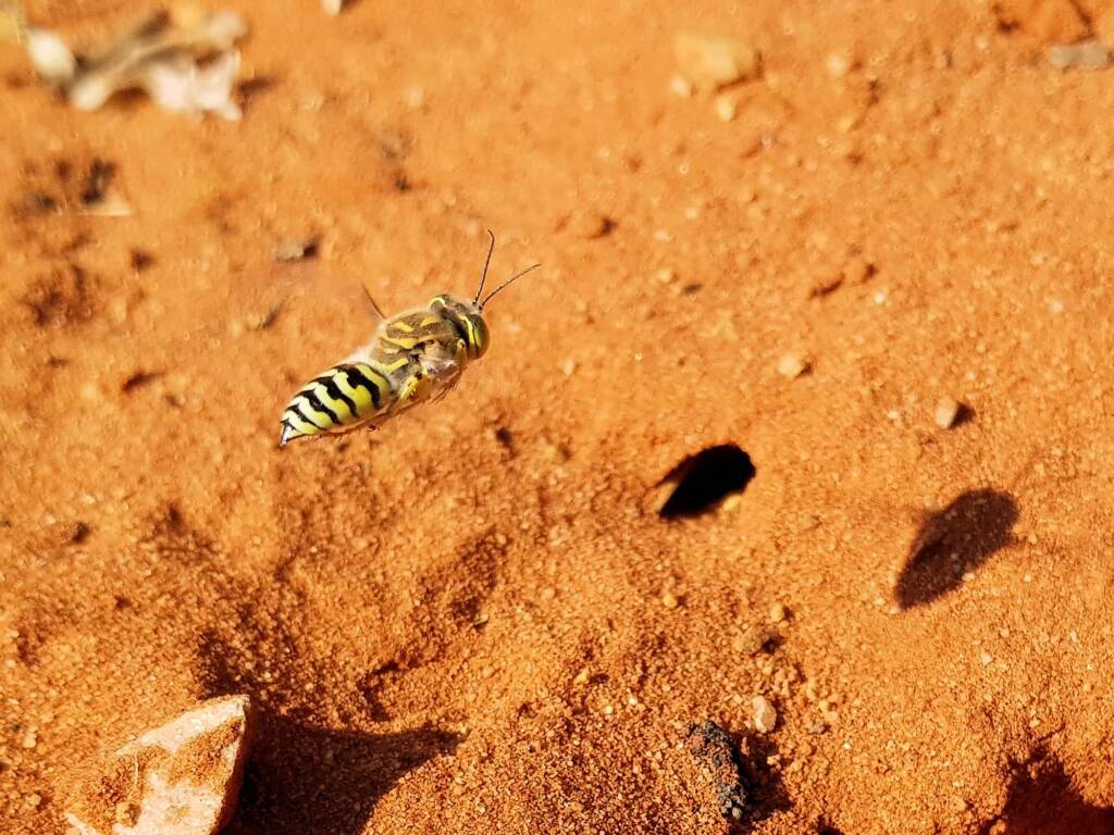 Genus Bembix (Sand Wasp), Alice Springs Desert Park NT