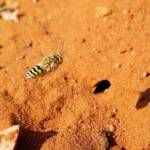 Genus Bembix (Sand Wasp), Alice Springs Desert Park NT