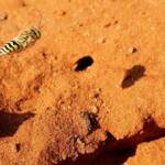 Genus Bembix (Sand Wasp), Alice Springs Desert Park NT