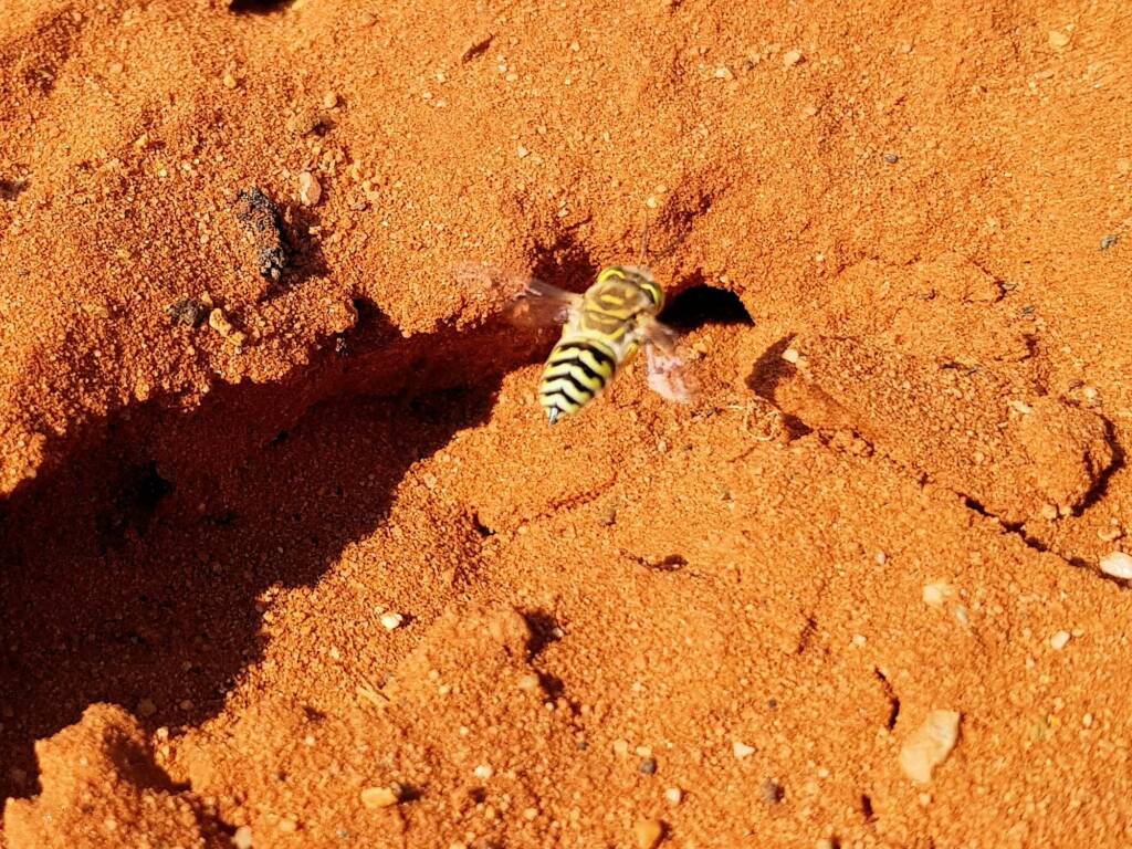 Genus Bembix (Sand Wasp), Alice Springs Desert Park NT