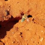 Genus Bembix (Sand Wasp), Alice Springs Desert Park NT