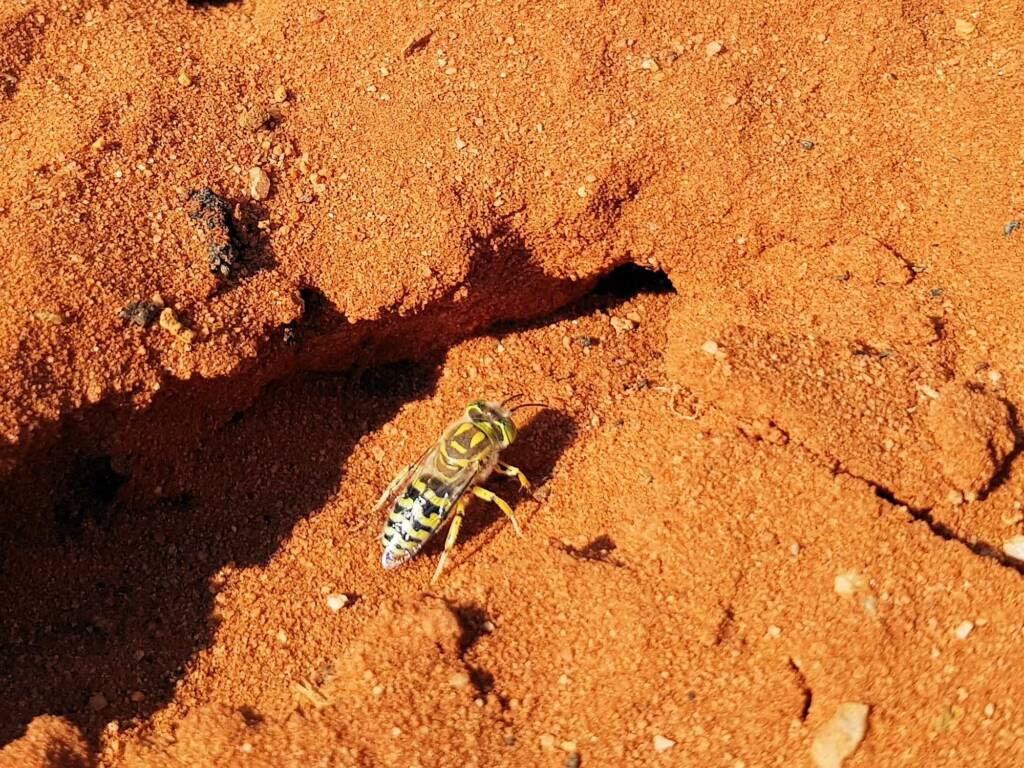 Genus Bembix (Sand Wasp), Alice Springs Desert Park NT