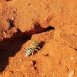 Genus Bembix (Sand Wasp), Alice Springs Desert Park NT