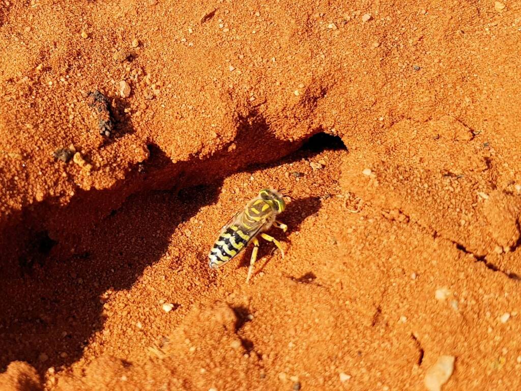 Genus Bembix (Sand Wasp), Alice Springs Desert Park NT