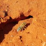 Genus Bembix (Sand Wasp), Alice Springs Desert Park NT