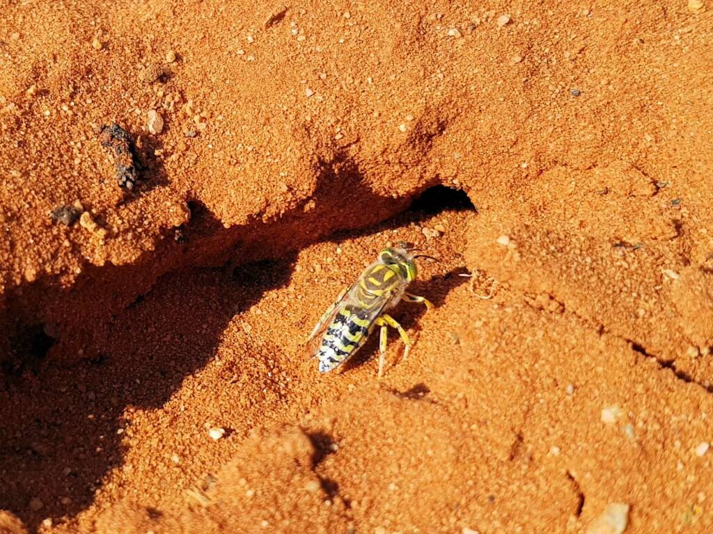 Genus Bembix (Sand Wasp), Alice Springs Desert Park NT