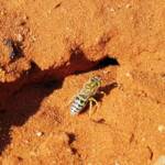 Genus Bembix (Sand Wasp), Alice Springs Desert Park NT
