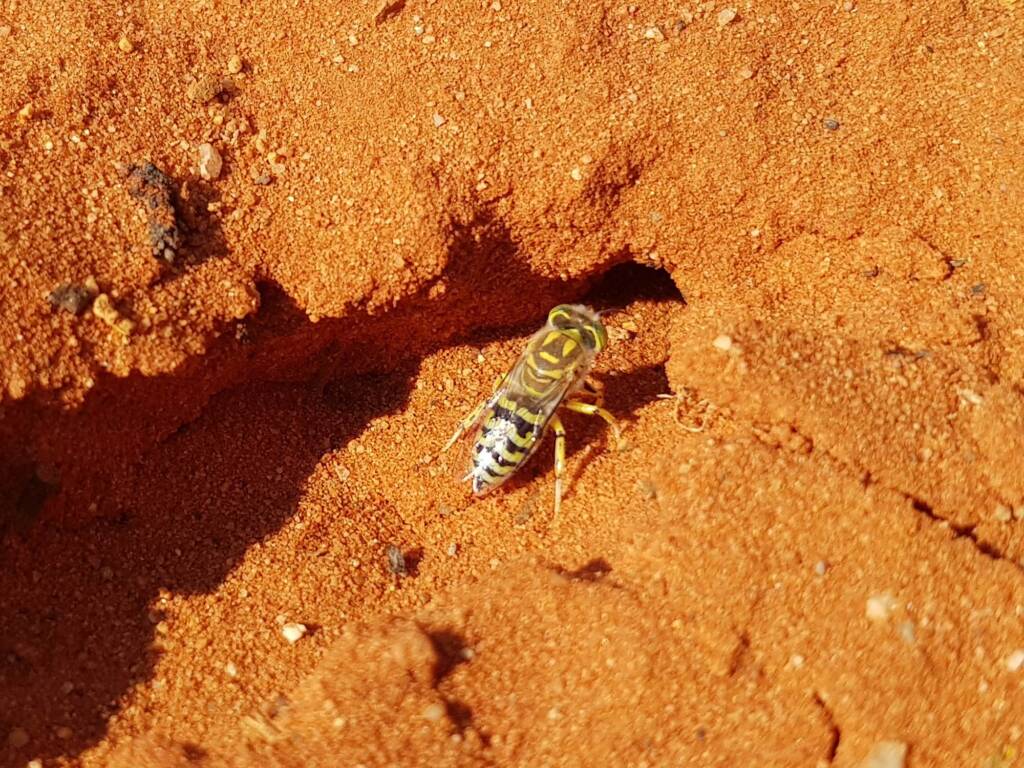 Genus Bembix (Sand Wasp), Alice Springs Desert Park NT