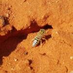 Genus Bembix (Sand Wasp), Alice Springs Desert Park NT