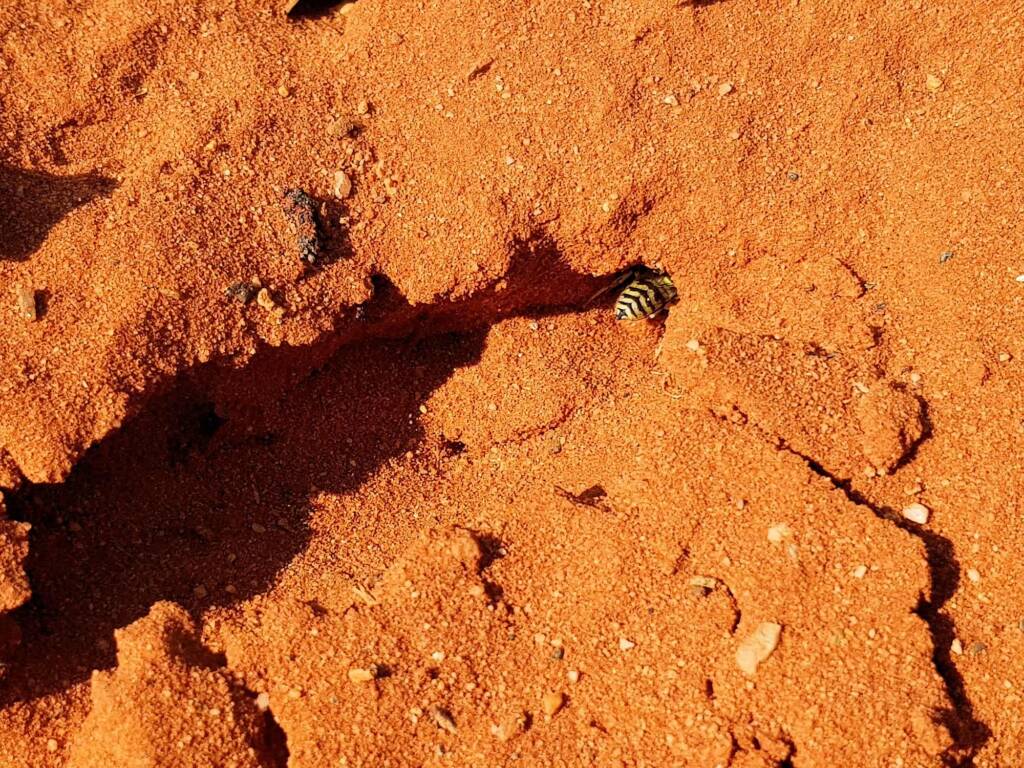 Genus Bembix (Sand Wasp), Alice Springs Desert Park NT
