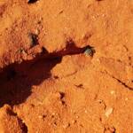 Genus Bembix (Sand Wasp), Alice Springs Desert Park NT