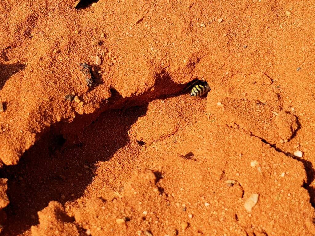 Genus Bembix (Sand Wasp), Alice Springs Desert Park NT