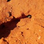 Genus Bembix (Sand Wasp), Alice Springs Desert Park NT