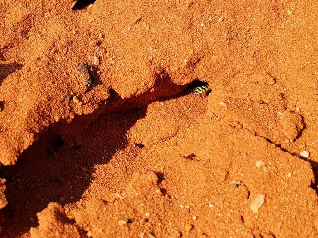 Genus Bembix (Sand Wasp), Alice Springs Desert Park NT