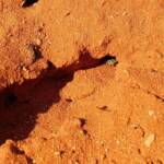 Genus Bembix (Sand Wasp), Alice Springs Desert Park NT