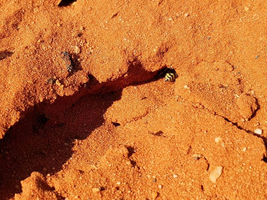 Genus Bembix (Sand Wasp), Alice Springs Desert Park NT