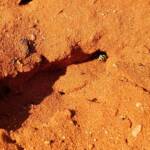 Genus Bembix (Sand Wasp), Alice Springs Desert Park NT