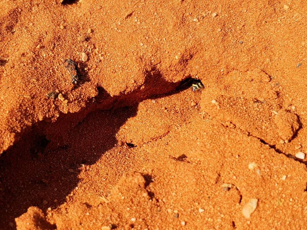 Genus Bembix (Sand Wasp), Alice Springs Desert Park NT