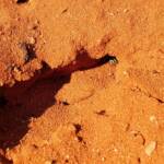 Genus Bembix (Sand Wasp), Alice Springs Desert Park NT
