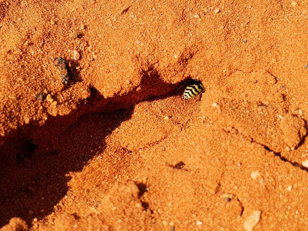 Genus Bembix (Sand Wasp), Alice Springs Desert Park NT