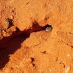 Genus Bembix (Sand Wasp), Alice Springs Desert Park NT