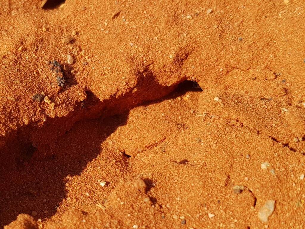 Genus Bembix (Sand Wasp), Alice Springs Desert Park NT