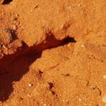 Genus Bembix (Sand Wasp), Alice Springs Desert Park NT