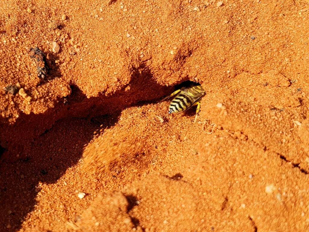 Genus Bembix (Sand Wasp), Alice Springs Desert Park NT