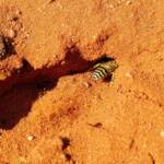 Genus Bembix (Sand Wasp), Alice Springs Desert Park NT