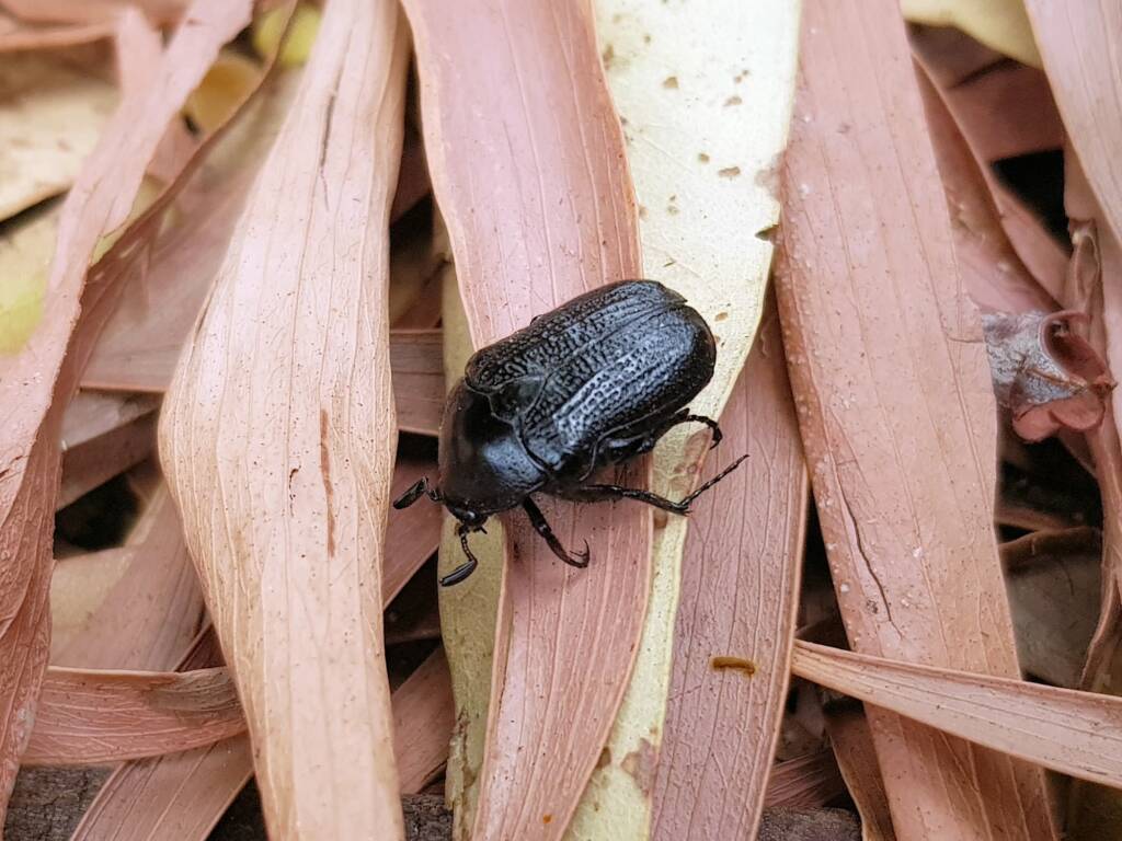 Bisallardiana sp (Flower Chafer Beetle), Alice Springs NT
