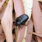 Bisallardiana sp (Flower Chafer Beetle), Alice Springs NT