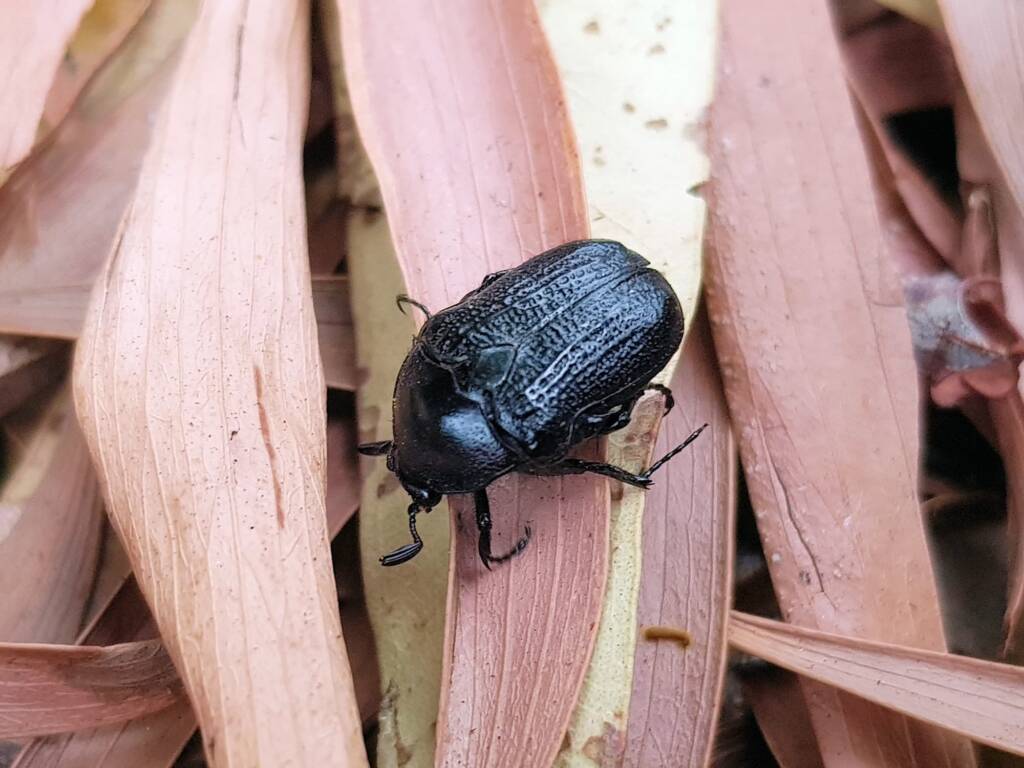 Bisallardiana sp (Flower Chafer Beetle), Alice Springs NT