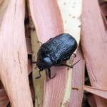 Bisallardiana sp (Flower Chafer Beetle), Alice Springs NT