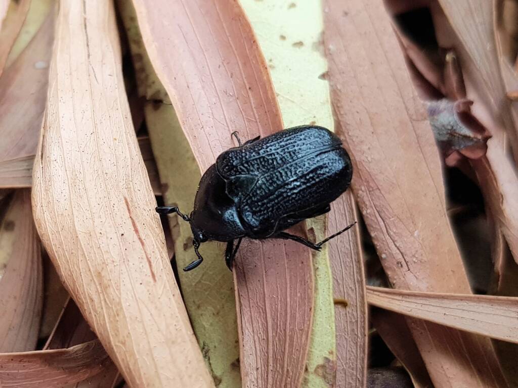 Bisallardiana sp (Flower Chafer Beetle), Alice Springs NT