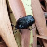 Bisallardiana sp (Flower Chafer Beetle), Alice Springs NT