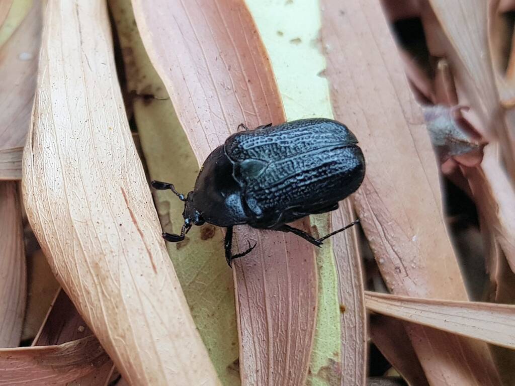 Bisallardiana sp (Flower Chafer Beetle), Alice Springs NT