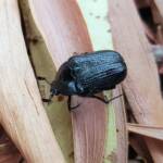 Bisallardiana sp (Flower Chafer Beetle), Alice Springs NT