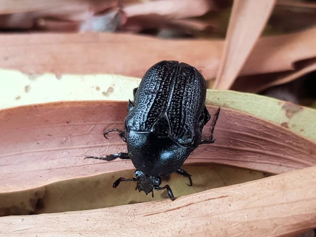 Bisallardiana (Flower Chafer Beetle), Alice Springs NT