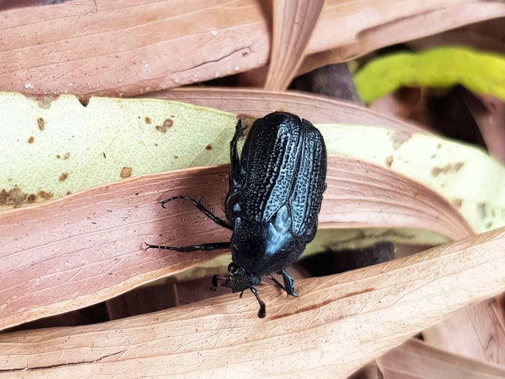 Bisallardiana sp (Flower Chafer Beetle), Alice Springs NT
