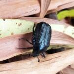 Bisallardiana sp (Flower Chafer Beetle), Alice Springs NT