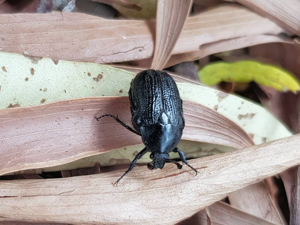 Bisallardiana sp (Flower Chafer Beetle), Alice Springs NT