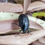 Bisallardiana sp (Flower Chafer Beetle), Alice Springs NT