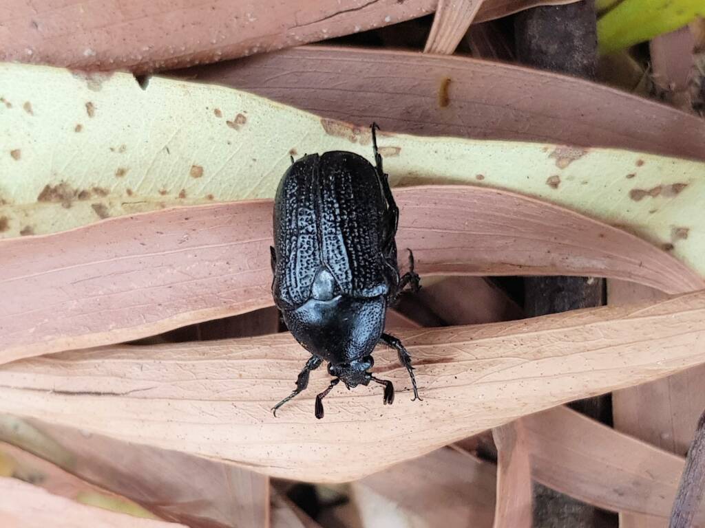 Bisallardiana sp (Flower Chafer Beetle), Alice Springs NT