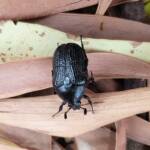 Bisallardiana sp (Flower Chafer Beetle), Alice Springs NT