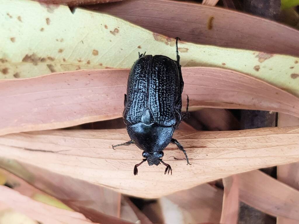 Bisallardiana sp (Flower Chafer Beetle), Alice Springs NT