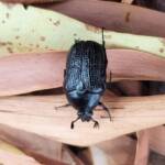 Bisallardiana sp (Flower Chafer Beetle), Alice Springs NT