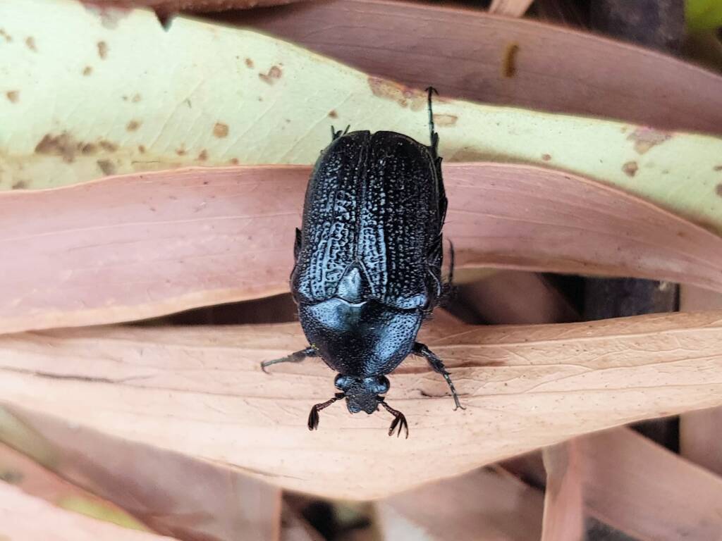 Bisallardiana sp (Flower Chafer Beetle), Alice Springs NT