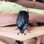 Bisallardiana sp (Flower Chafer Beetle), Alice Springs NT