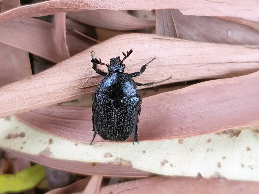 Bisallardiana (Flower Chafer Beetle), Alice Springs NT