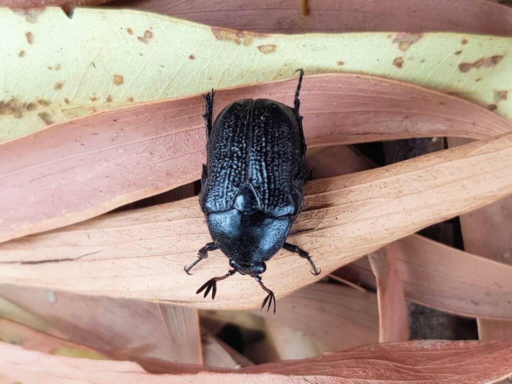 Bisallardiana sp (Flower Chafer Beetle), Alice Springs NT